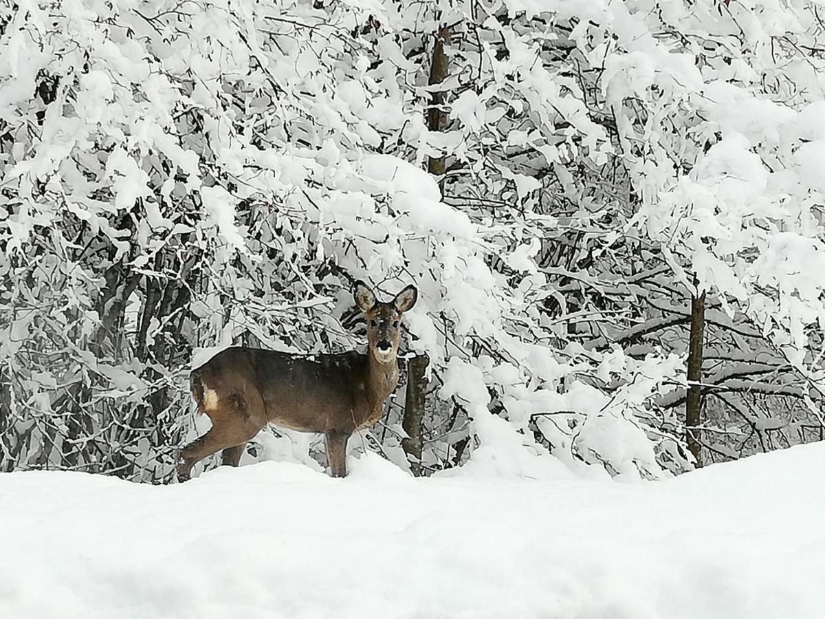 Brunarica Na Goreljeku Бохинь Экстерьер фото